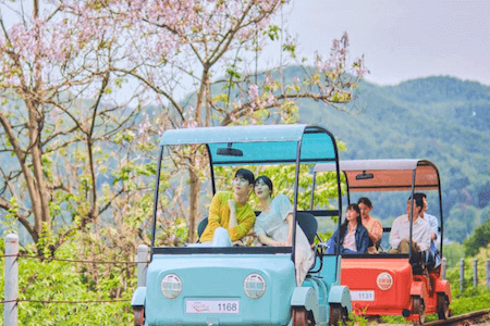 Cherry Blossom Magic - Save Up to 85%!